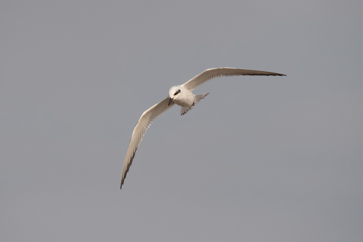 Snowy-crowned Tern - ML620278533