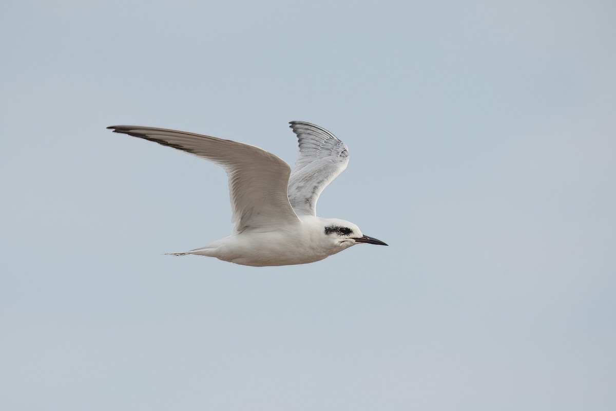 Snowy-crowned Tern - ML620278534