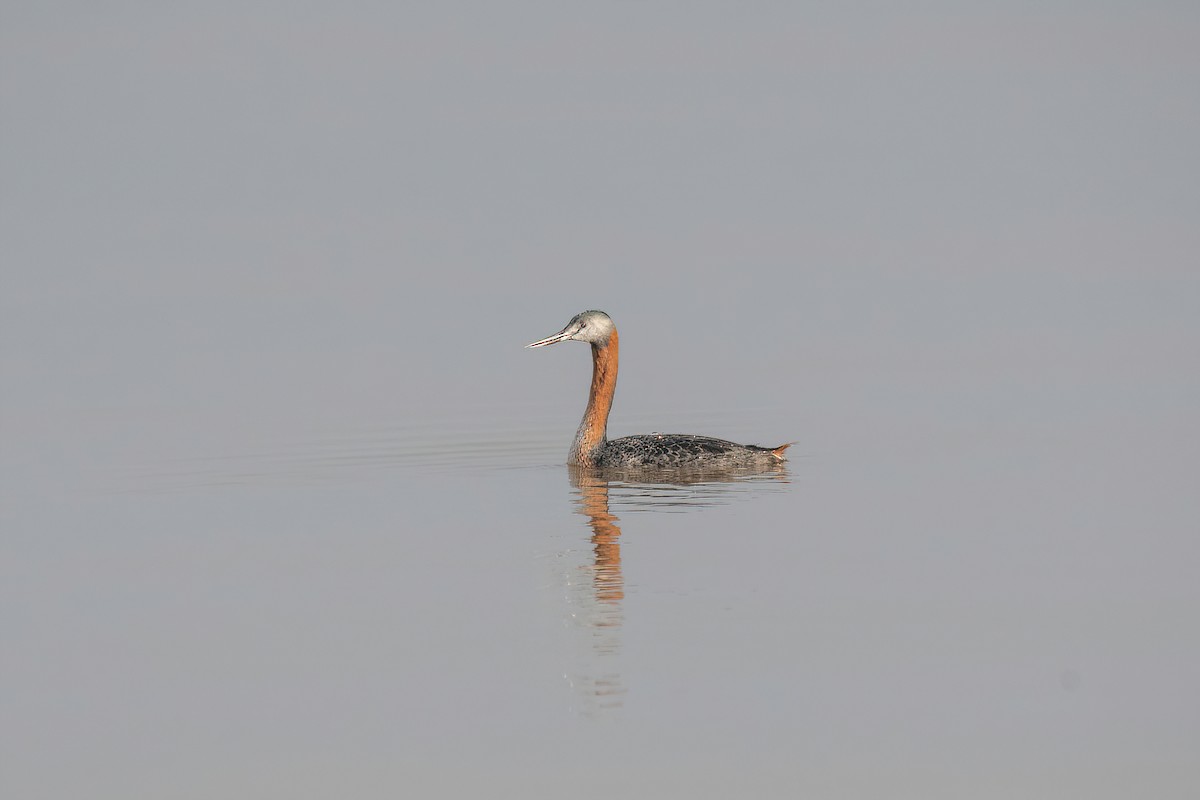 Great Grebe - ML620278535