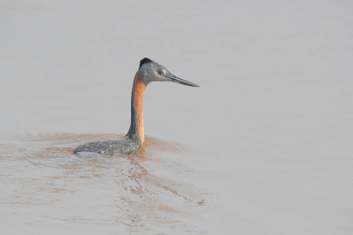 Great Grebe - ML620278536