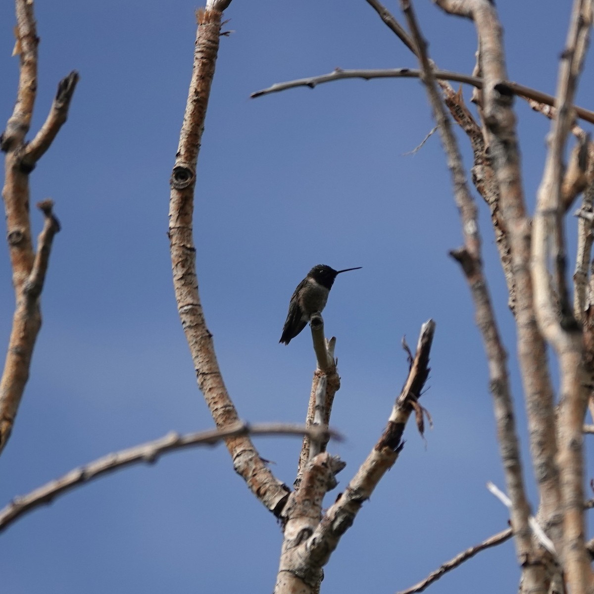 Black-chinned Hummingbird - ML620278546