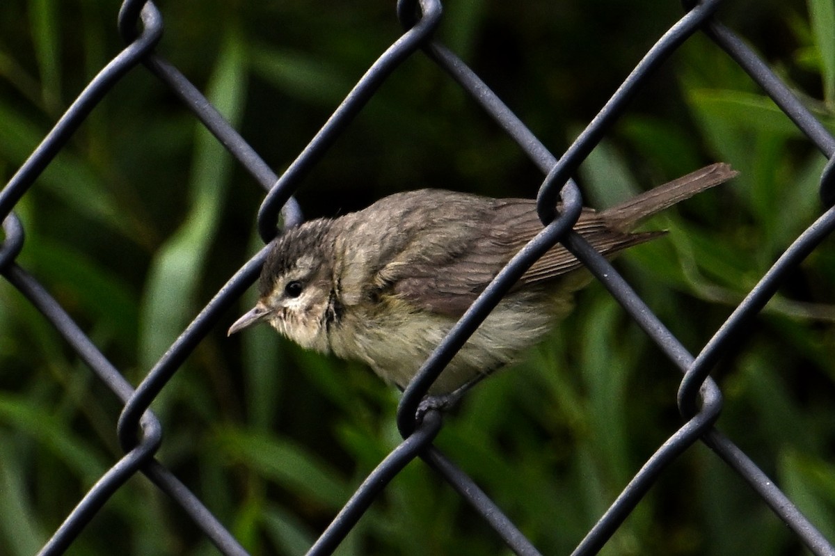 Warbling Vireo - ML620278547