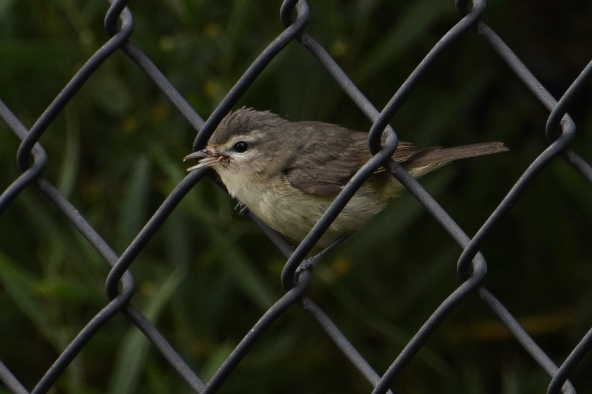 Ötücü Vireo - ML620278550