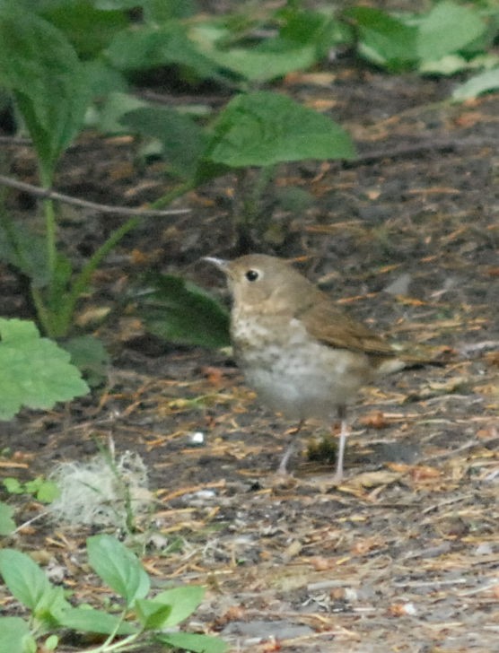 Swainson's Thrush - ML620278553