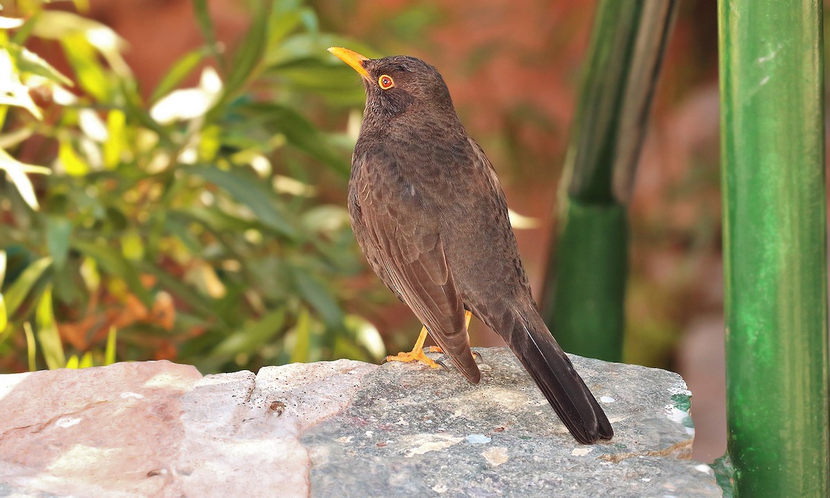 Chiguanco Thrush - ML620278554