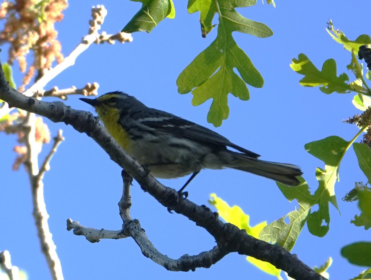 Grace's Warbler - ML620278557