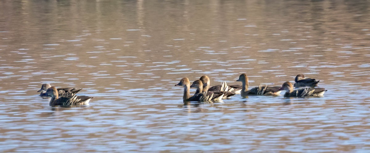 Plumed Whistling-Duck - ML620278559