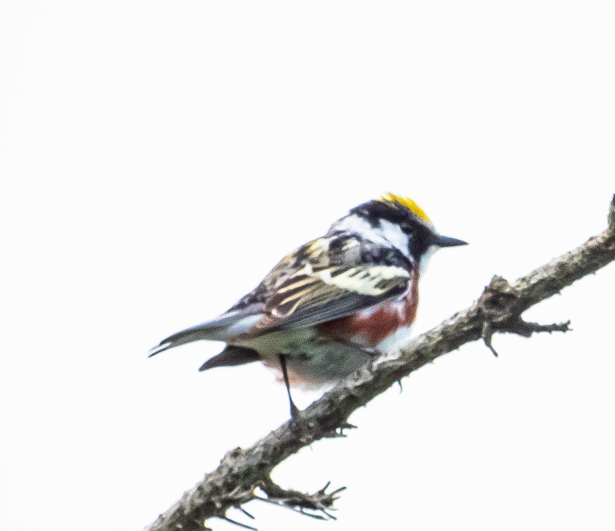 Chestnut-sided Warbler - ML620278560