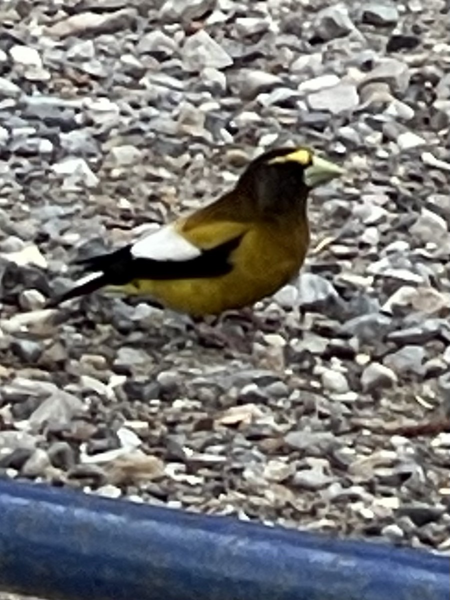 Evening Grosbeak - Vera Hill