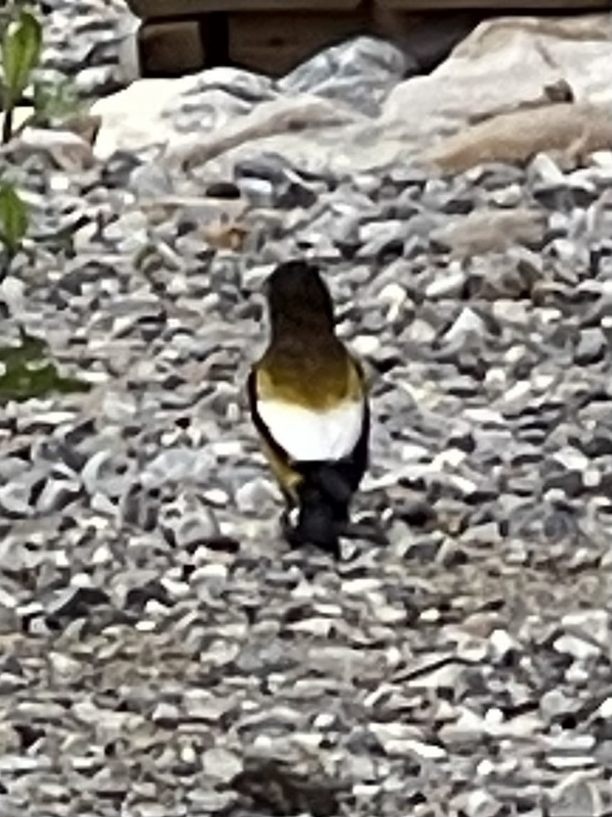 Evening Grosbeak - ML620278562