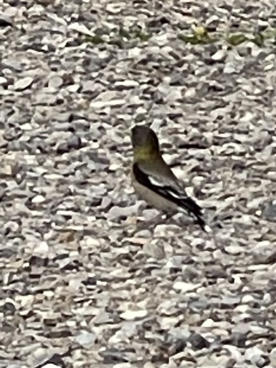 Evening Grosbeak - ML620278564