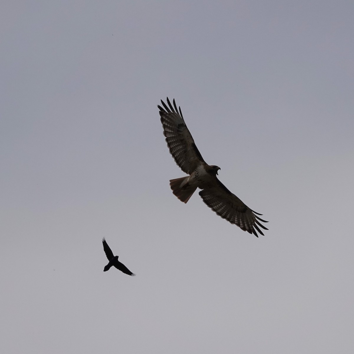 Red-tailed Hawk - ML620278565