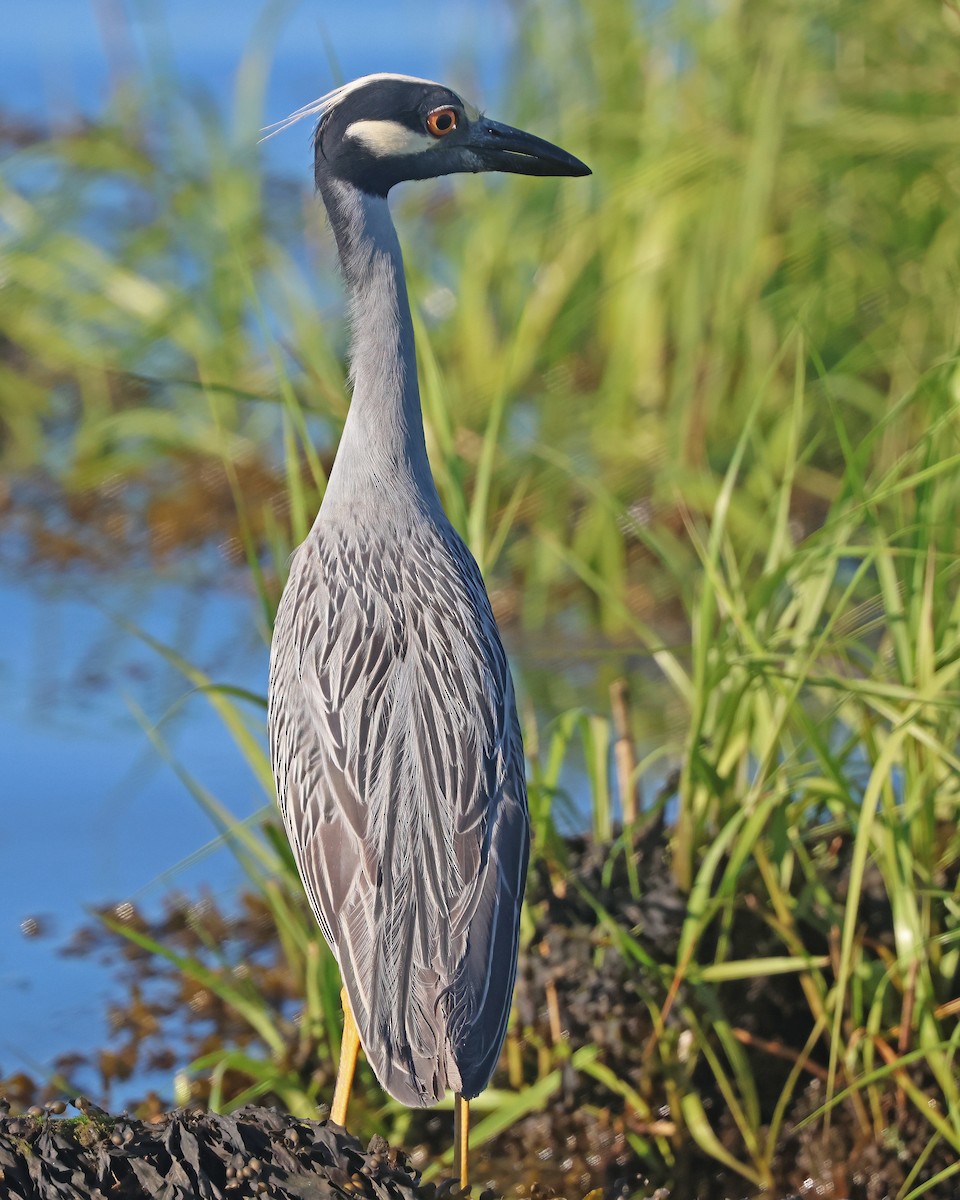 Yellow-crowned Night Heron - ML620278584