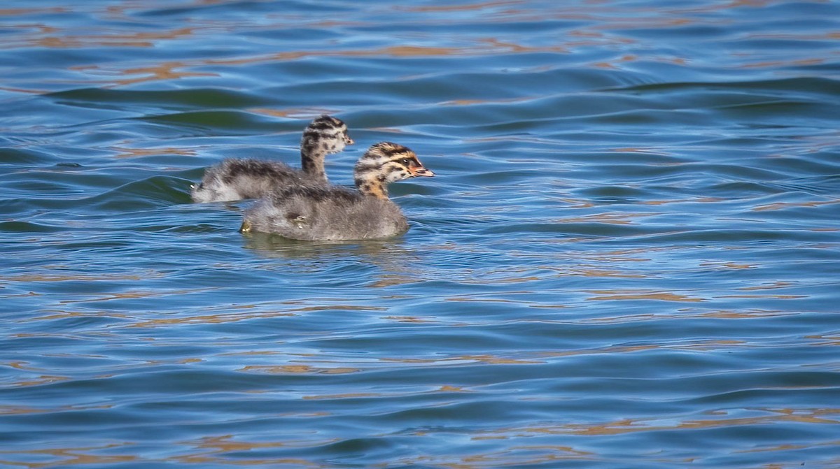 Hoary-headed Grebe - ML620278589