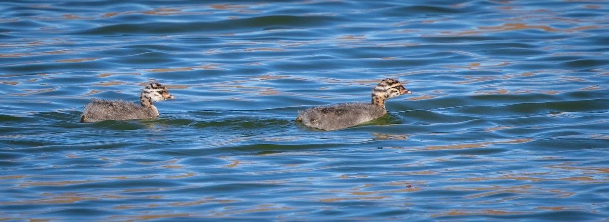 Hoary-headed Grebe - ML620278590