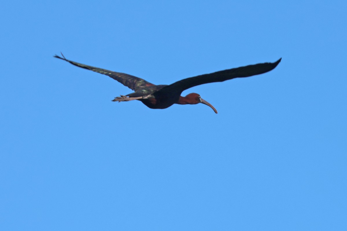 ibis hnědý - ML620278591