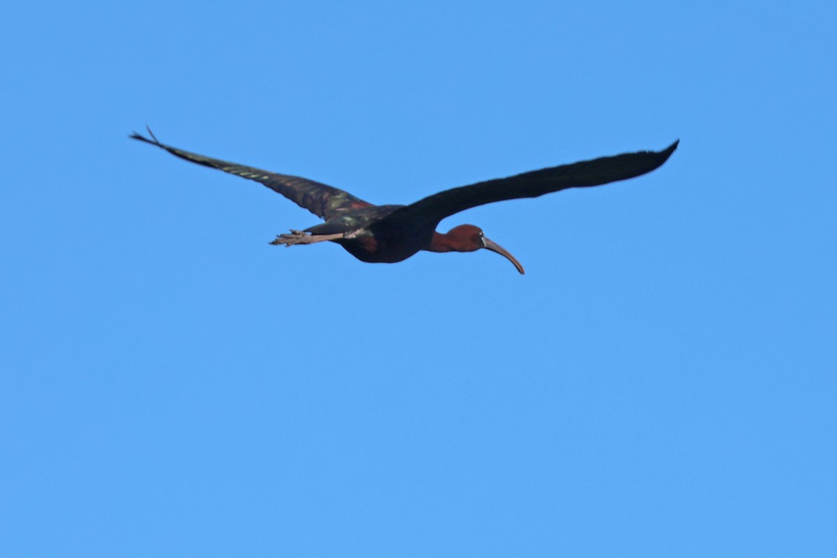 Glossy Ibis - ML620278591