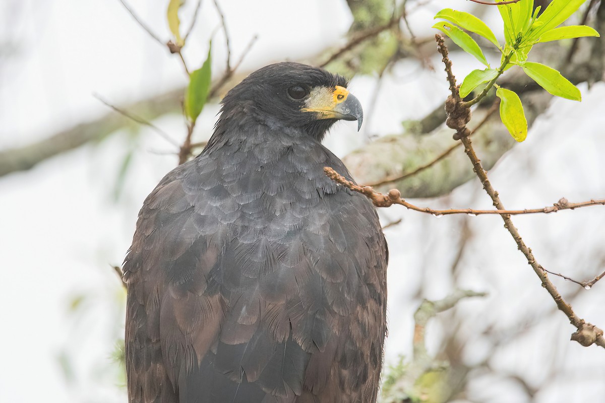 Great Black Hawk - ML620278592