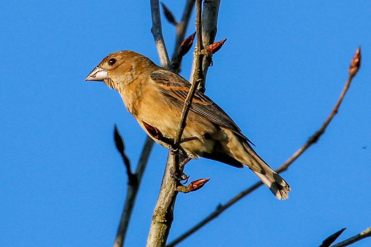 Blue Grosbeak - ML620278597