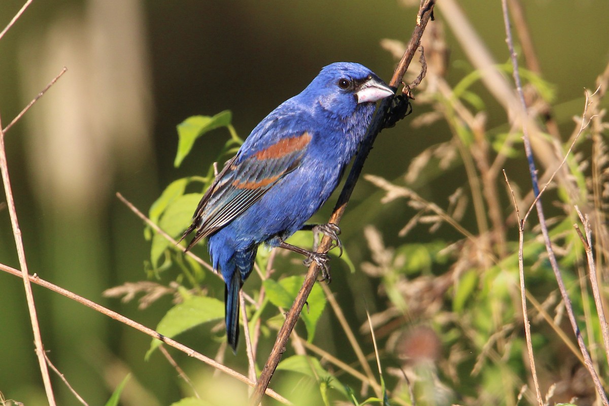 Guiraca bleu - ML620278598