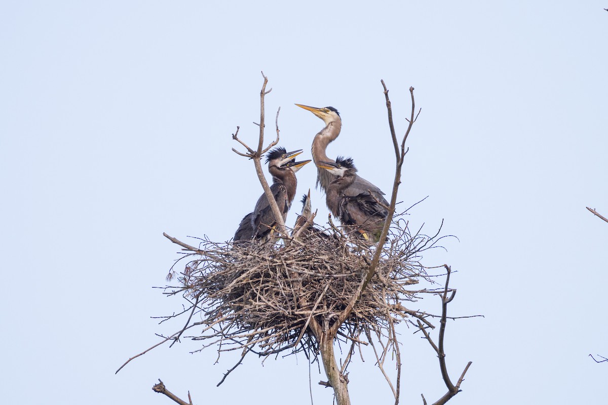 Great Blue Heron - ML620278600