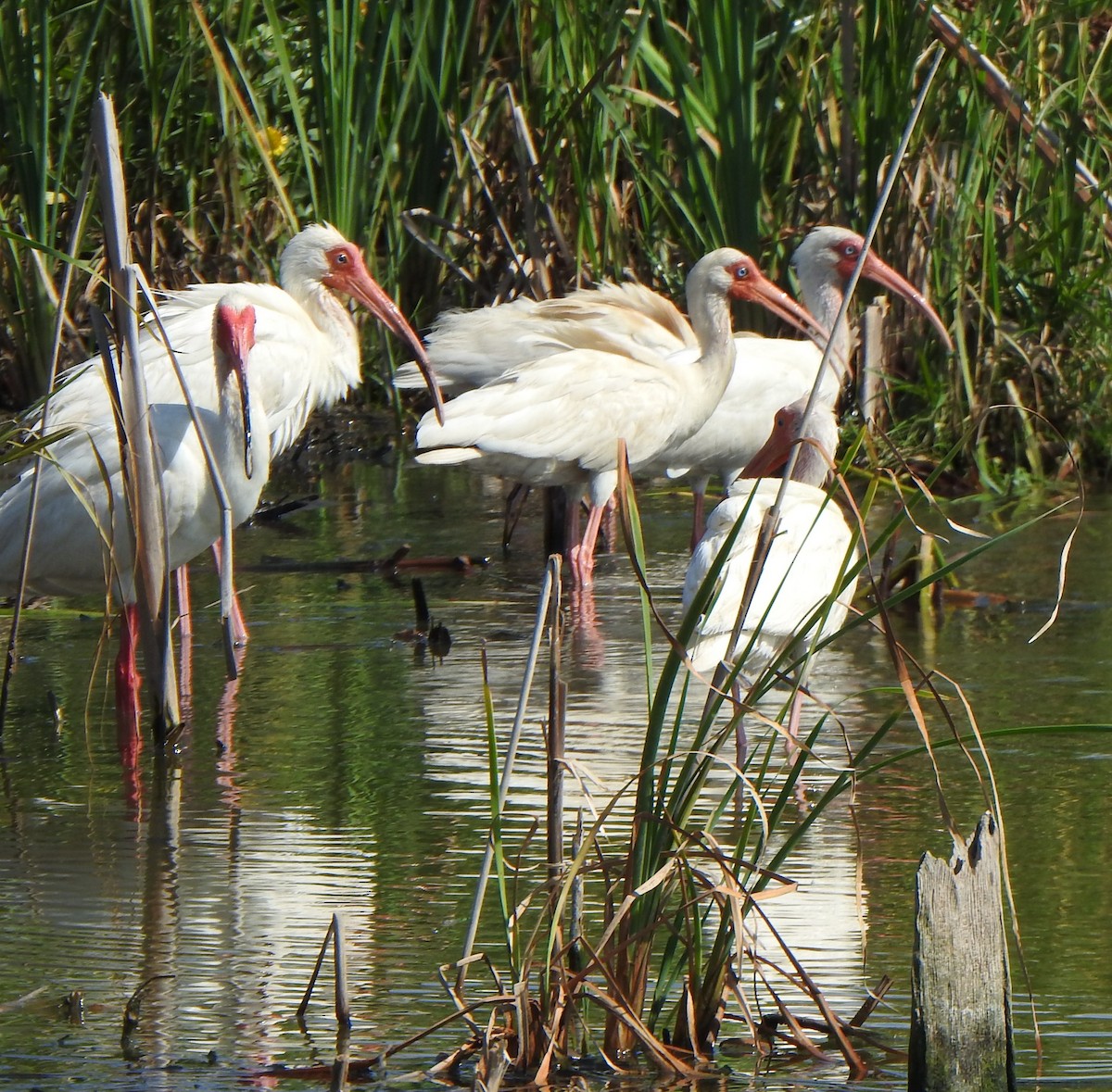 White Ibis - ML620278602