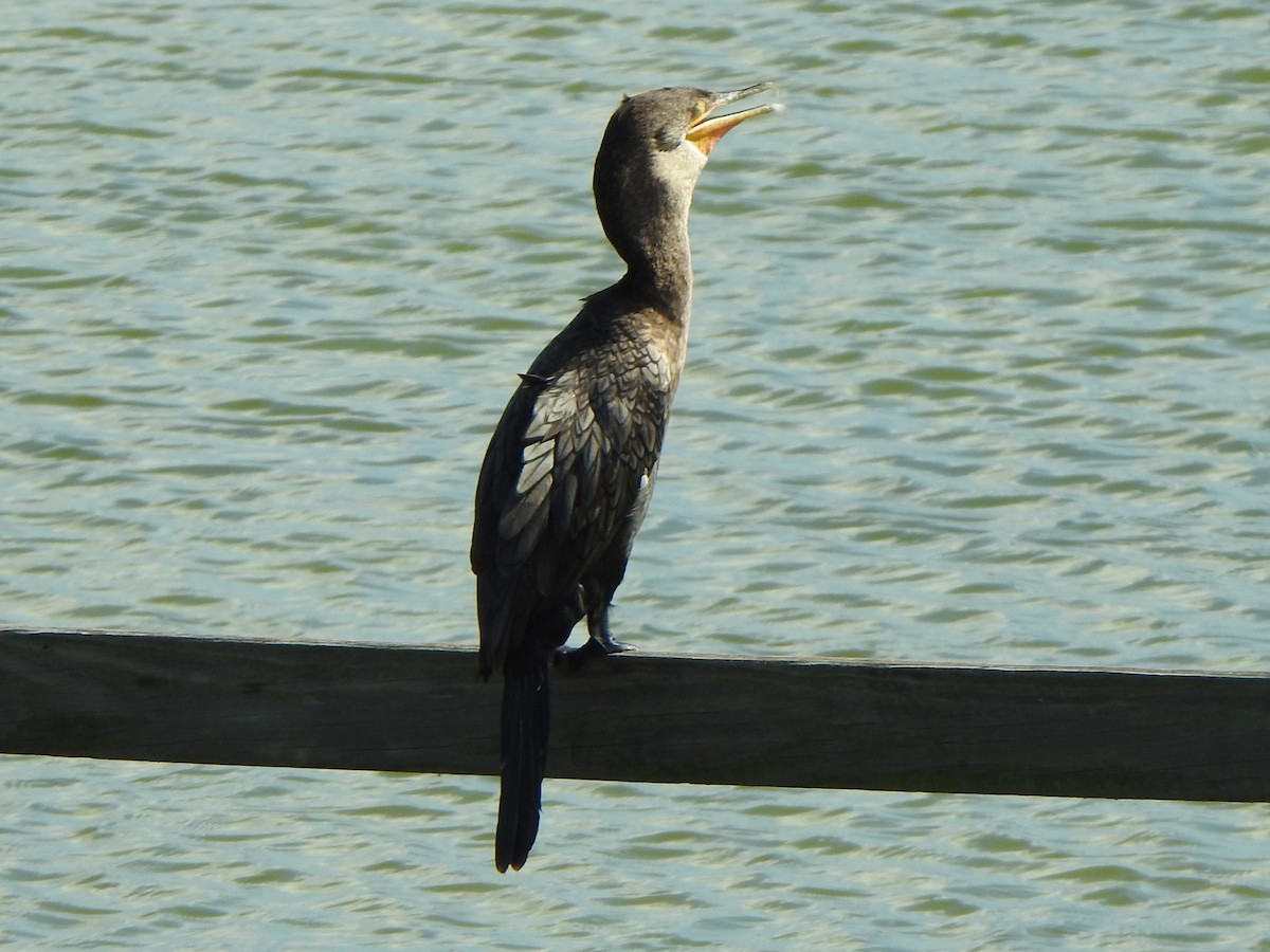 Neotropic Cormorant - ML620278611