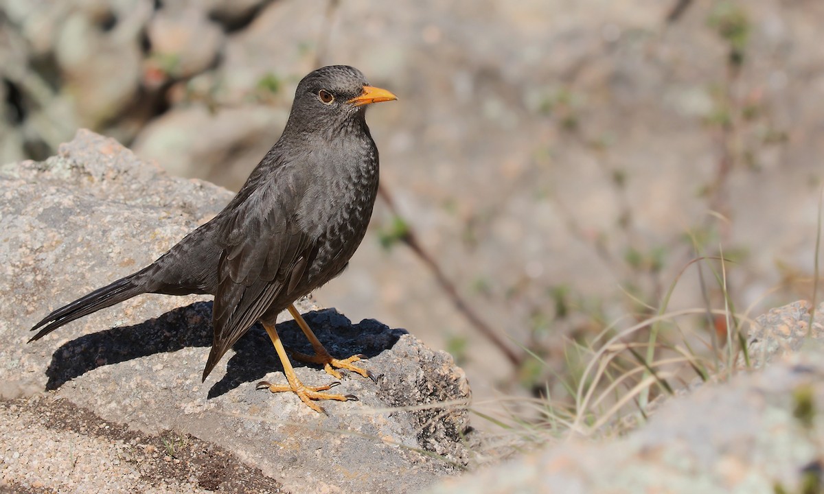 Chiguanco Thrush - ML620278614