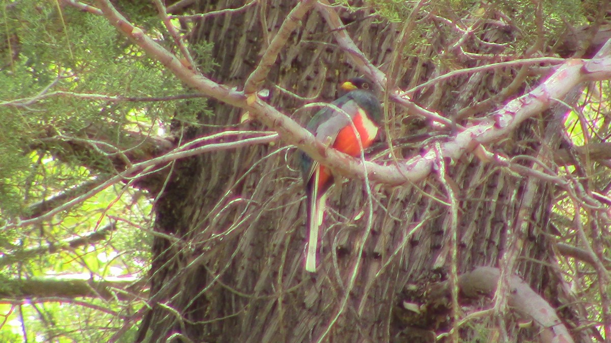 trogon krásný - ML620278617