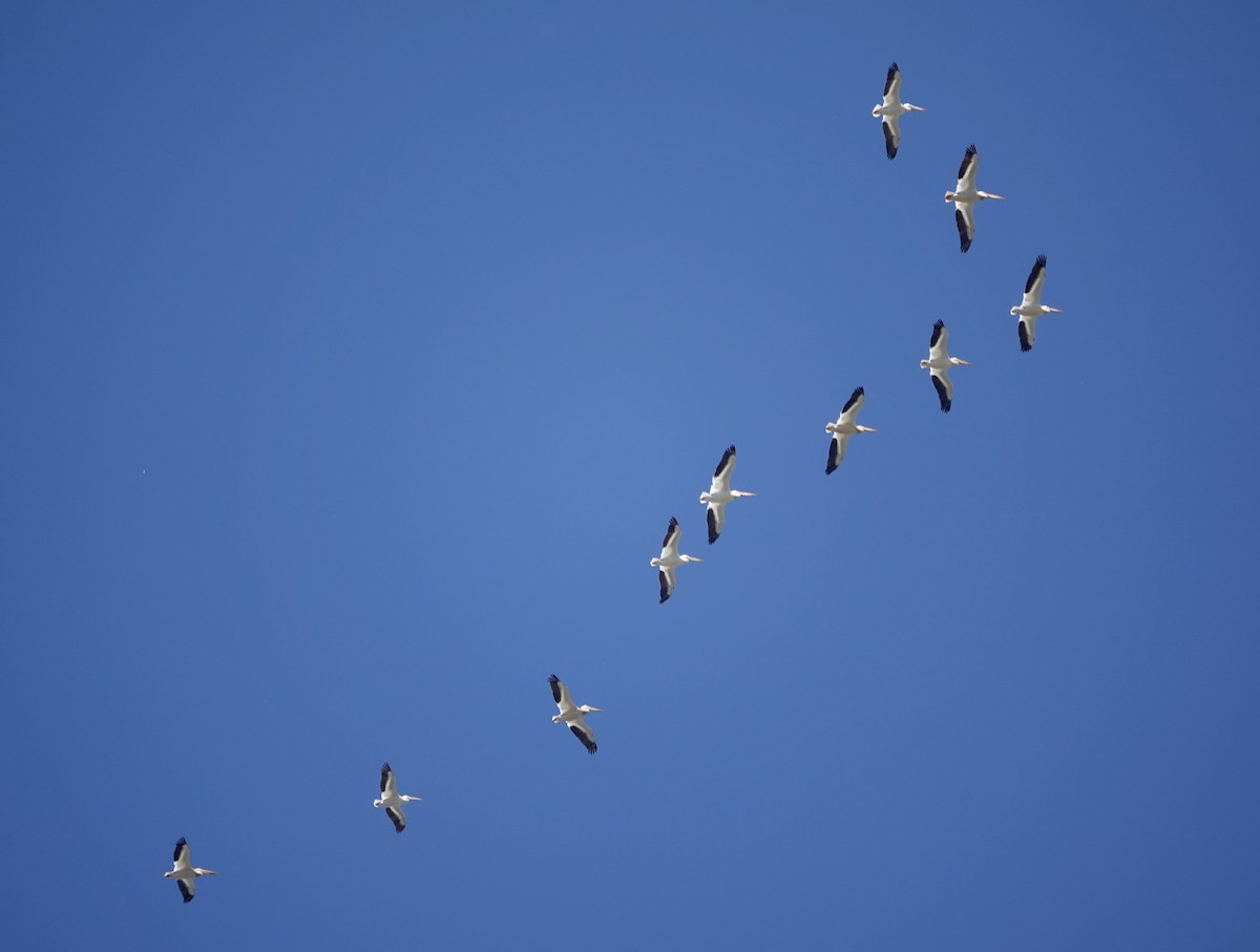 American White Pelican - ML620278629