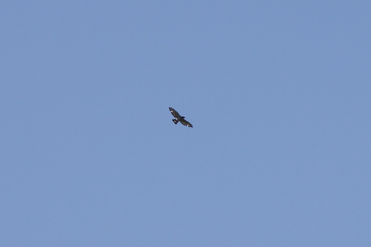 Broad-winged Hawk - ML620278632