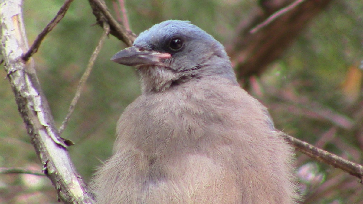 Mexican Jay - ML620278634