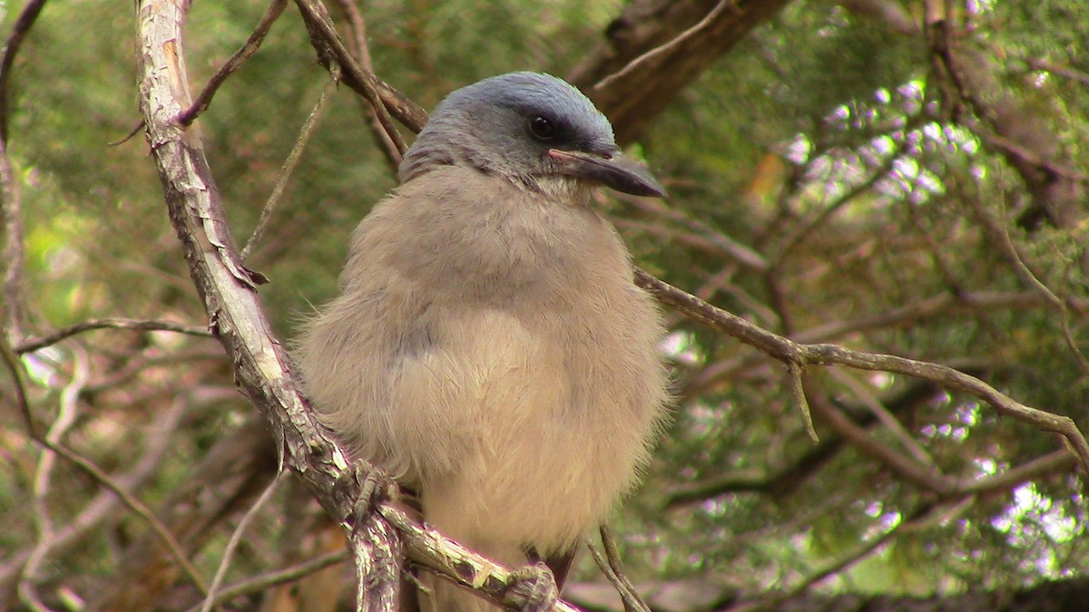 Mexican Jay - ML620278640