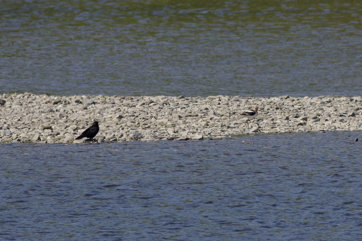 Avoceta Americana - ML620278644