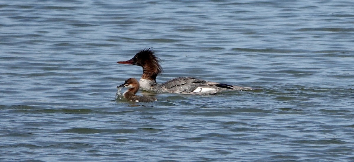 Common Merganser - ML620278646