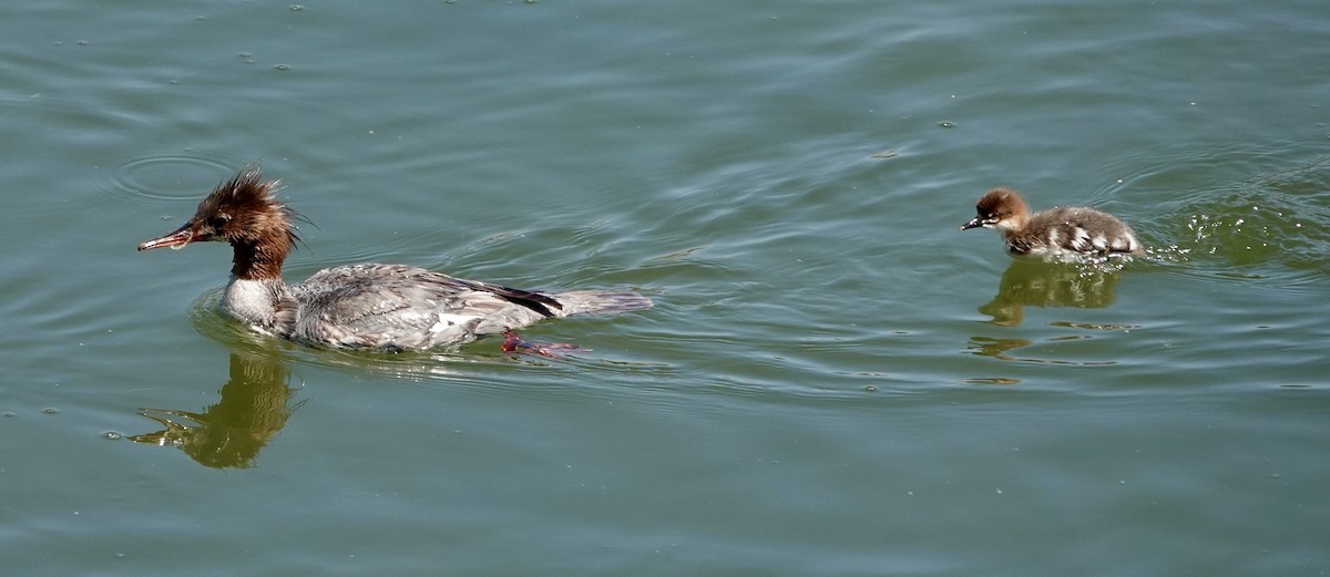 Common Merganser - ML620278647