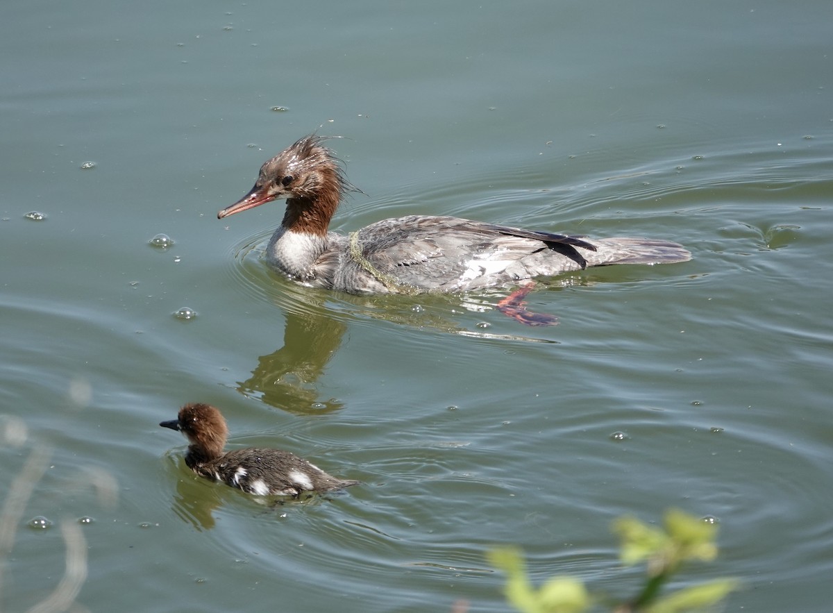 Common Merganser - ML620278649