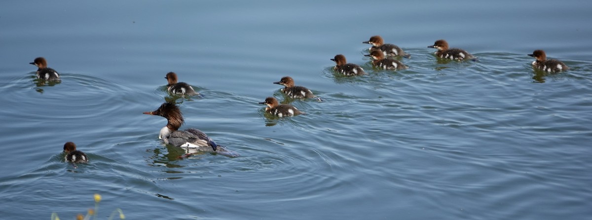 Common Merganser - ML620278650