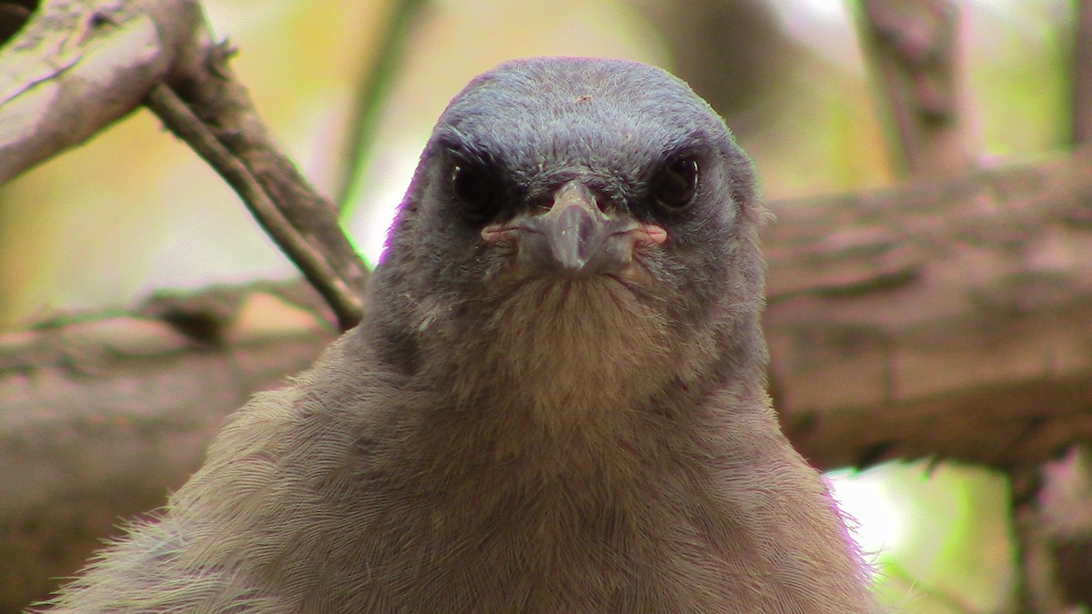 Mexican Jay - ML620278651