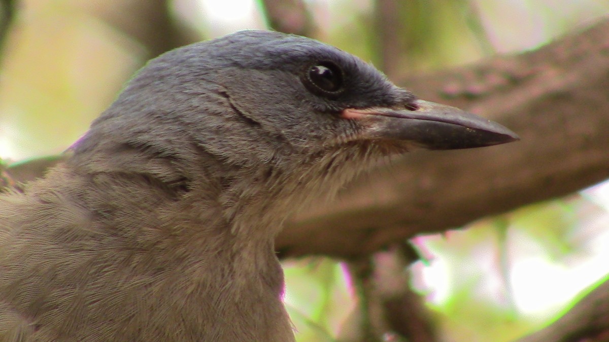 Mexican Jay - ML620278652