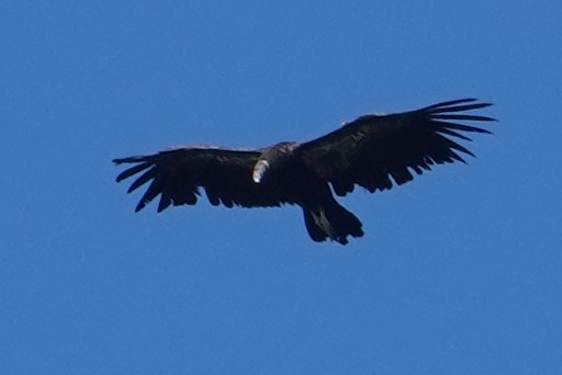 California Condor - ML620278653