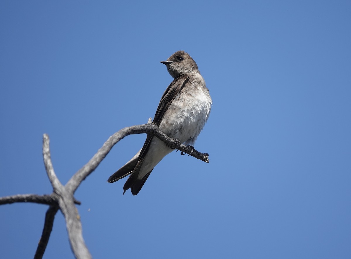 Northern Rough-winged Swallow - ML620278658