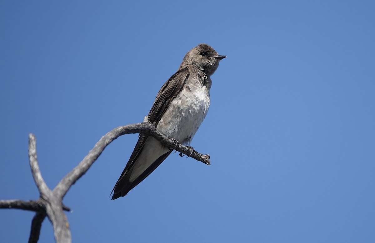 Northern Rough-winged Swallow - ML620278659