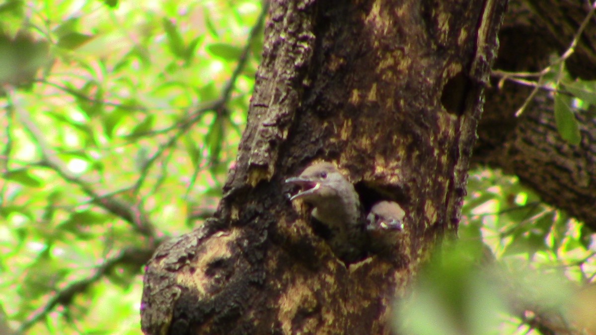 Northern Flicker - ML620278660