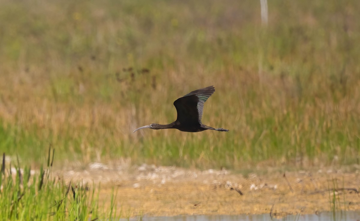 Glossy Ibis - ML620278661