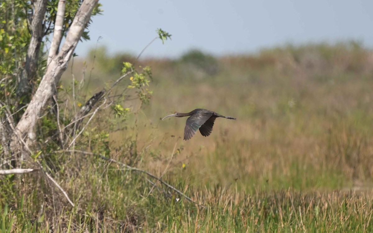 Glossy Ibis - ML620278662