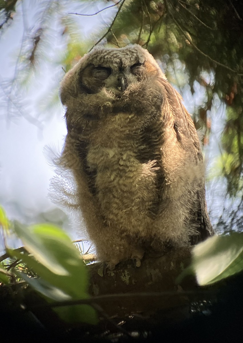 Great Horned Owl - ML620278666