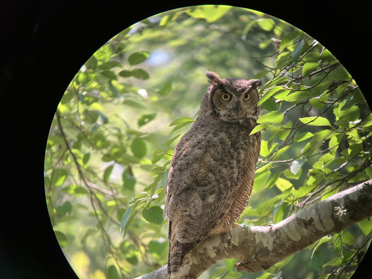 Great Horned Owl - ML620278667