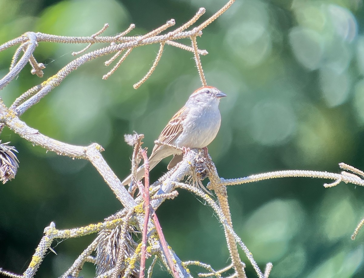 Chipping Sparrow - ML620278670