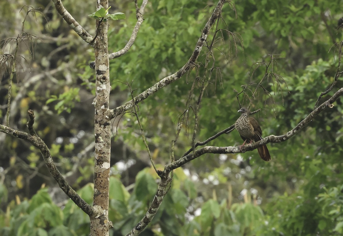 Speckled Chachalaca (Speckled) - ML620278679